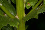 American burnweed